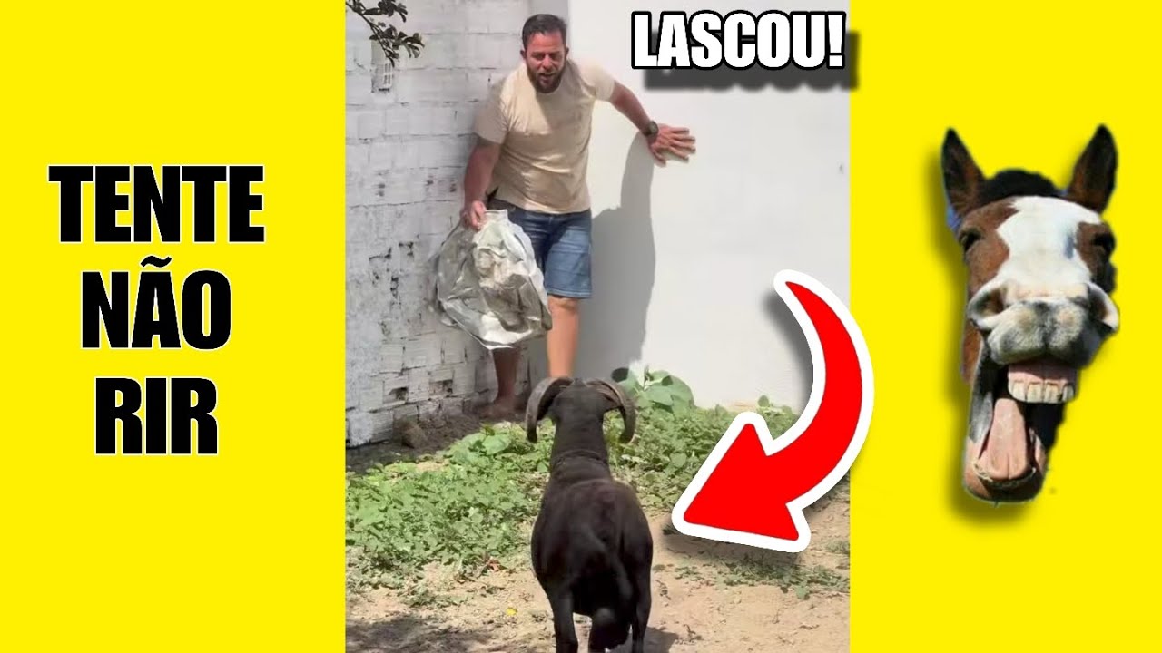 VÍDEOS ENGRAÇADOS 60: TENTE NÃO RIR #humor #tentenaorir #comedia #videosengracados #memes 