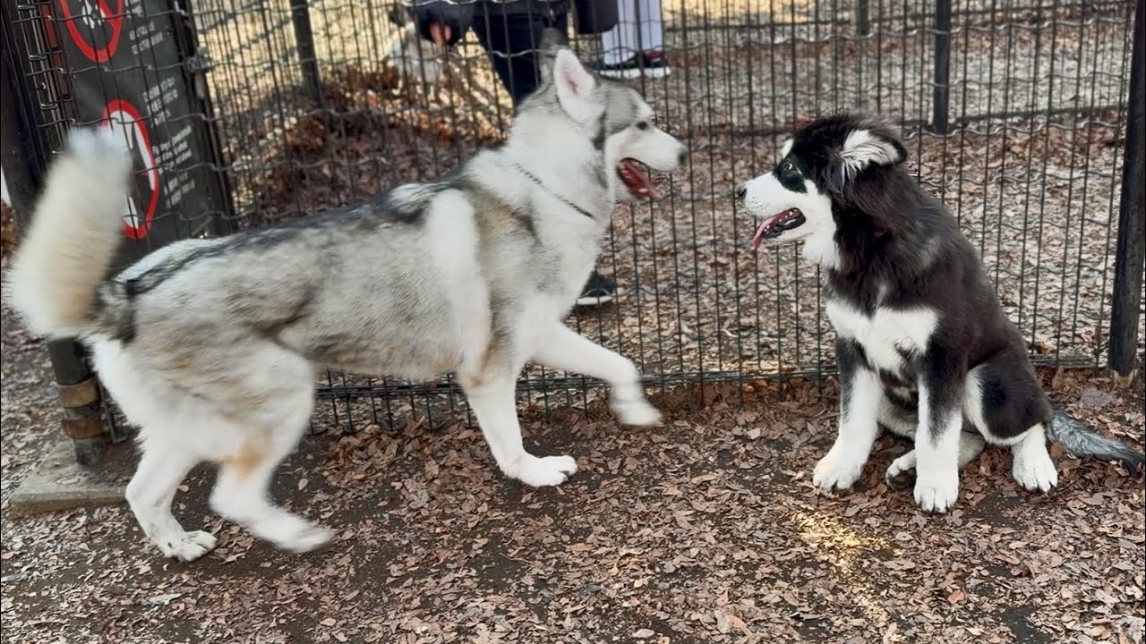 元旦からドッグランを満喫するハスキー＆マラミュート兄弟🐾