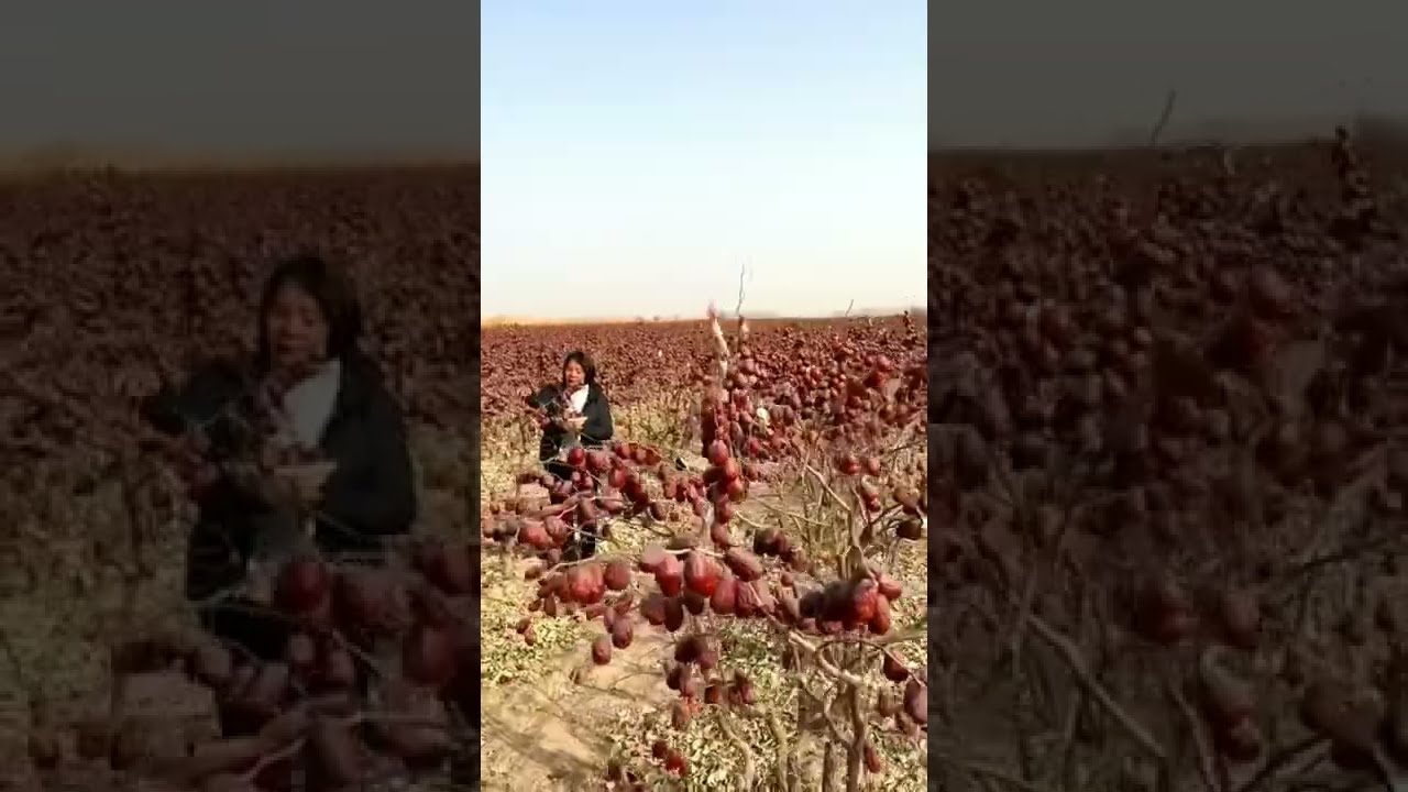 Chinese date jujube fruit
