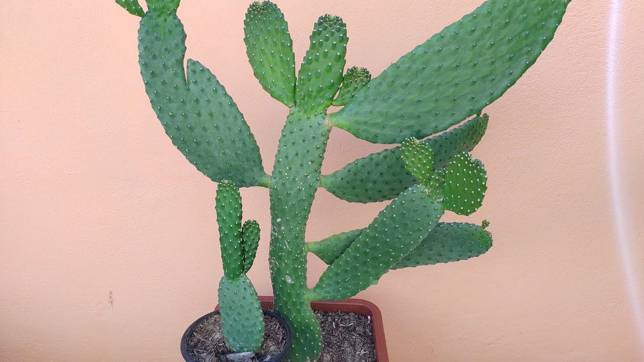 Cacto Palma: Como plantar e fazer mudas dois meses após o plantio.