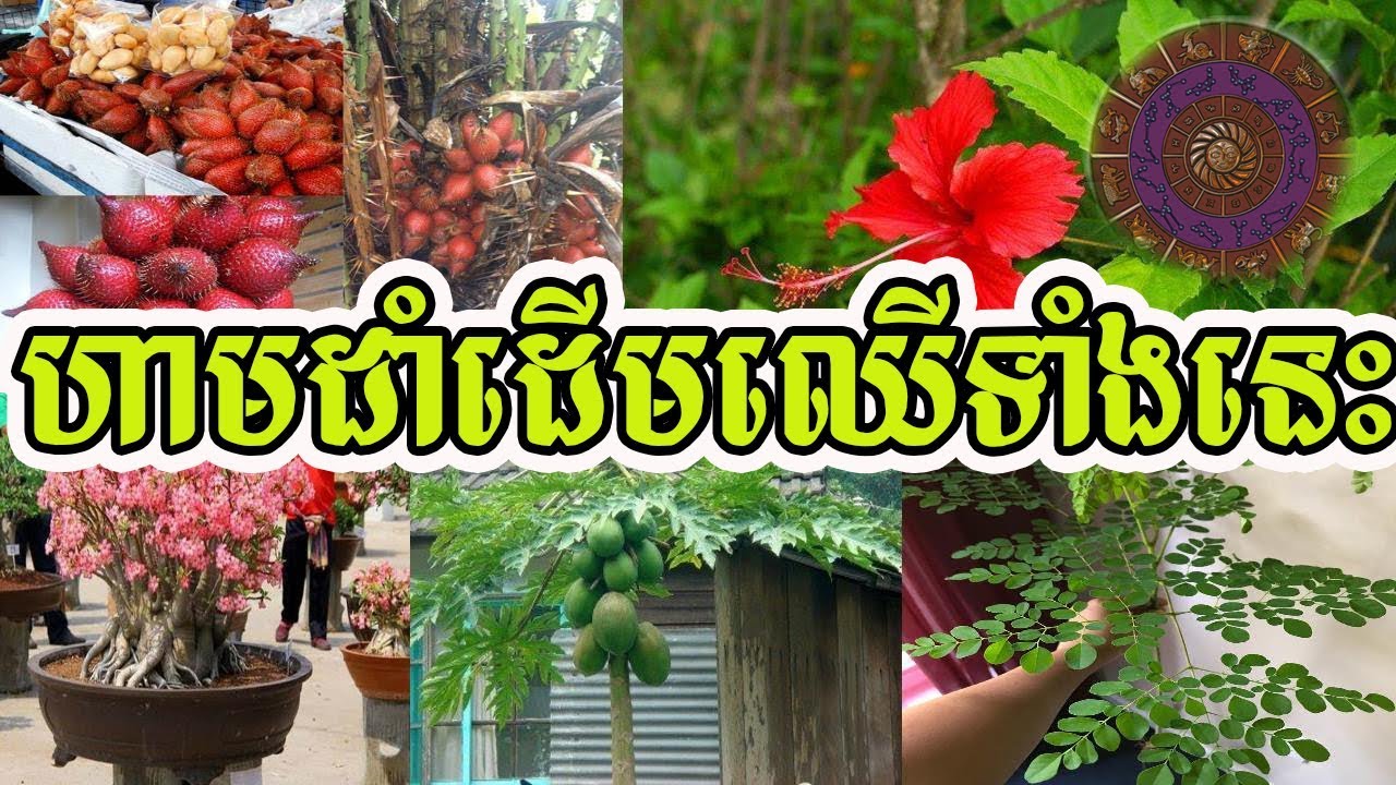 ហាមដាំដើមឈើទាំងនេះនៅជុំវិញផ្ទះ