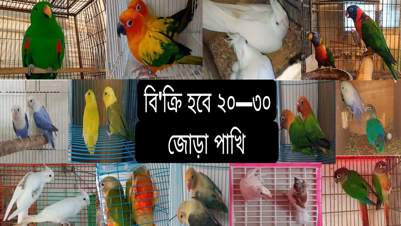 অনেক পাখি বি'ক্রি হবে সাথে থাকবে ইছপেসাল কিছু // Lory // Sun conure // Eclectus parrot  2025