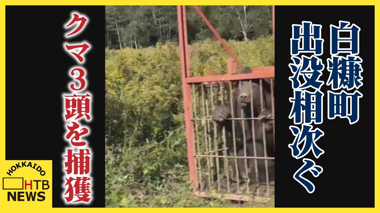 北海道白糠町でクマ３頭を捕獲　箱わな近くのデントコーン畑に痕跡　出没相次ぐ