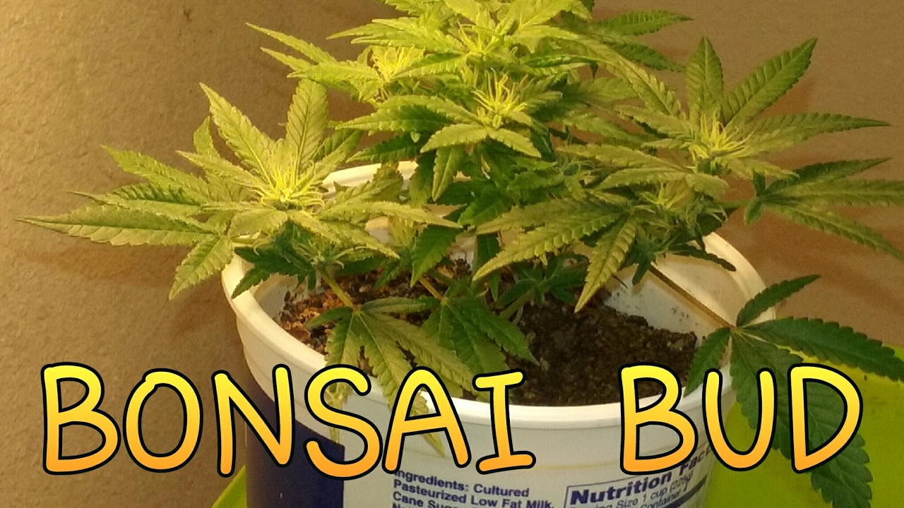 S3E19 A Flowering 4