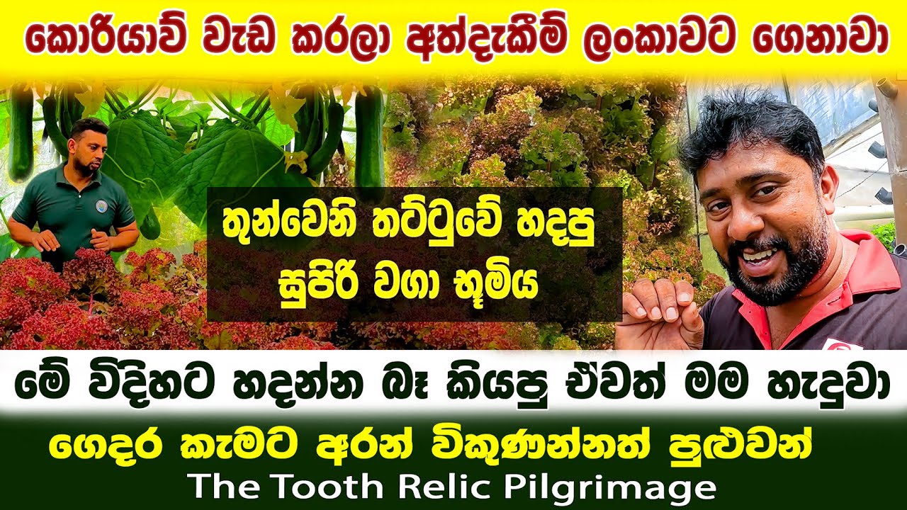 hydroponic farming at home |තුන්වෙනි තට්ටුවේ හදපු සුපිරි වගා භූමිය |හදන්න බෑ කියපුවා මම මෙහෙම හැදුවා