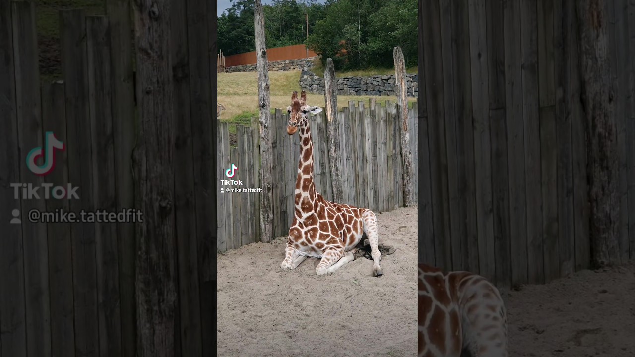 Kristiansand Dyrepark🐯🦁🐵🦒🦩🦧
