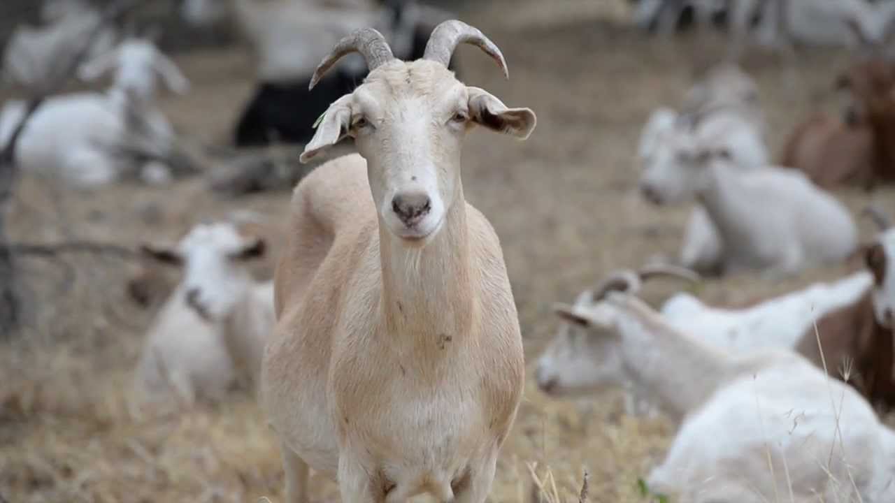 Goats eat and clear underbrush