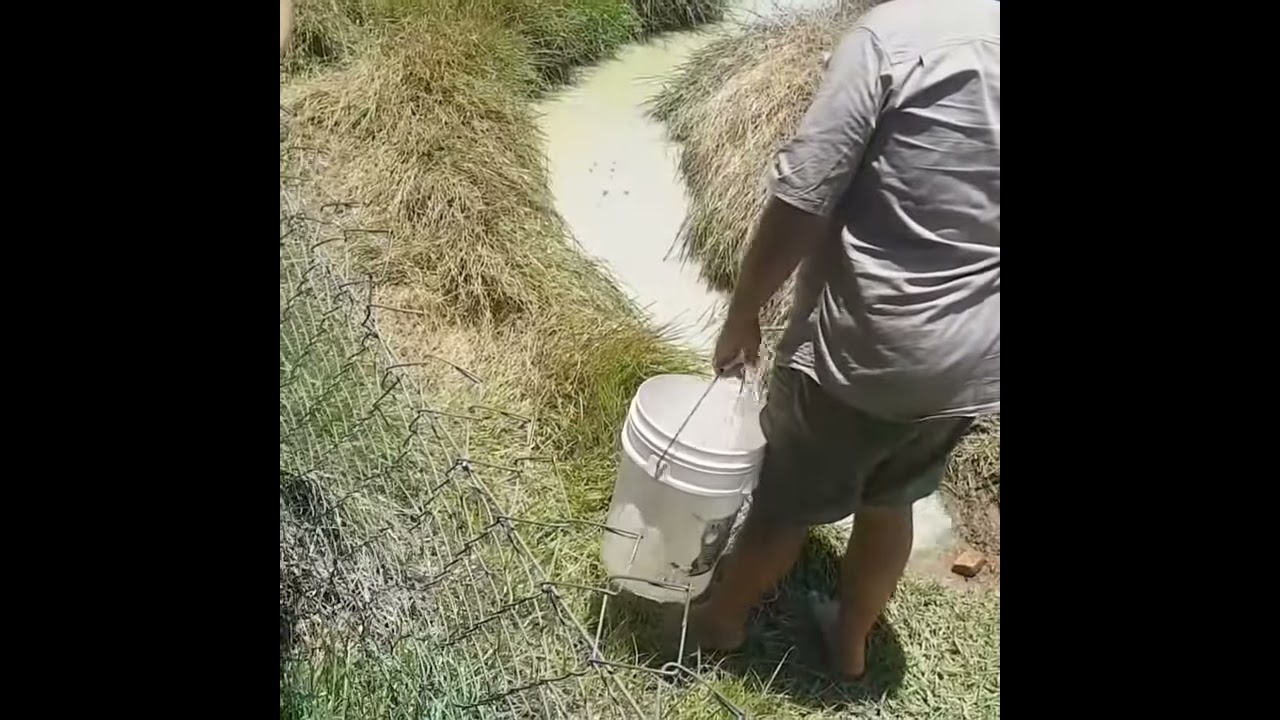 Huge Hidden Saltwater Crocodile #crocodile #attack  #wildlife #animals