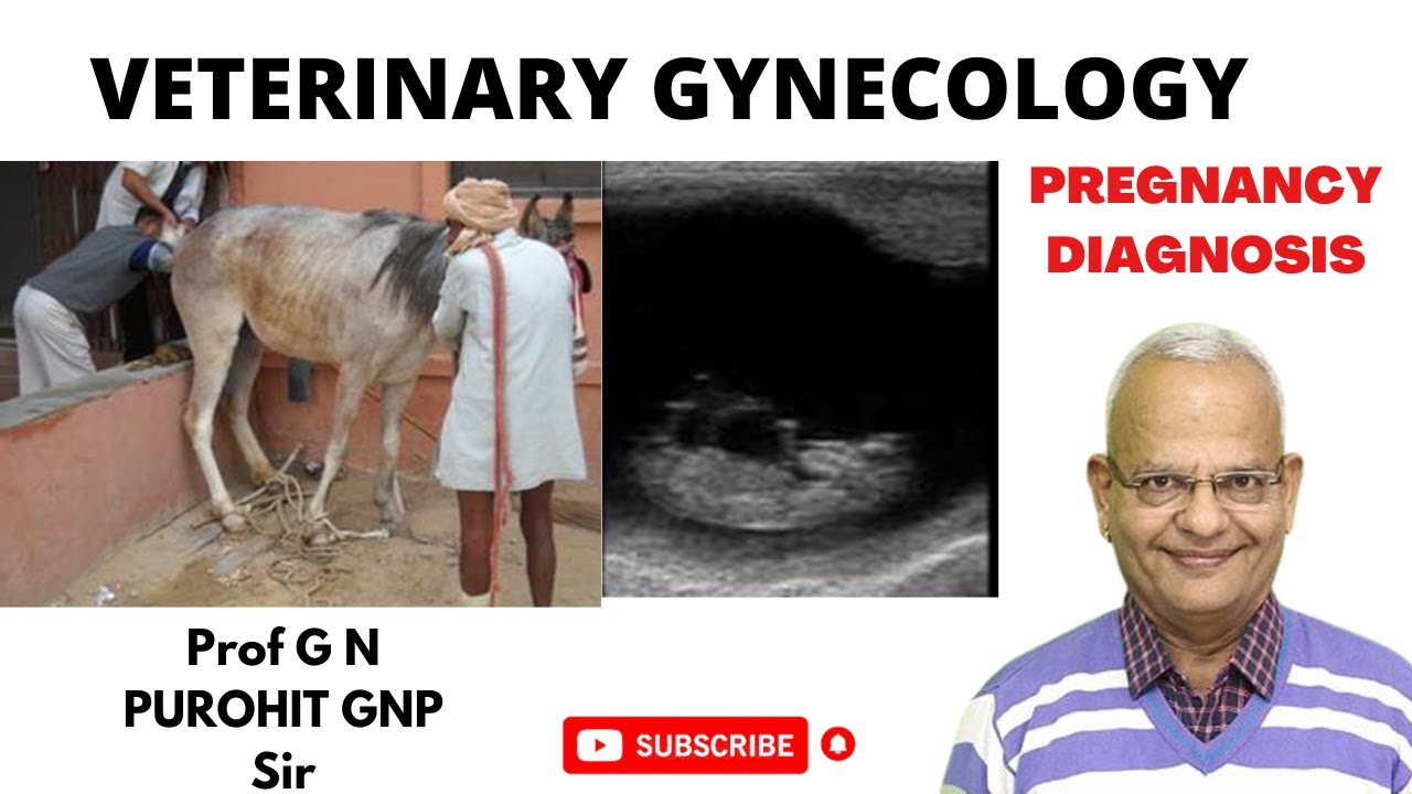 Раскрываем тайну точной диагностики беременности — VET GYNO UNCENSORED!