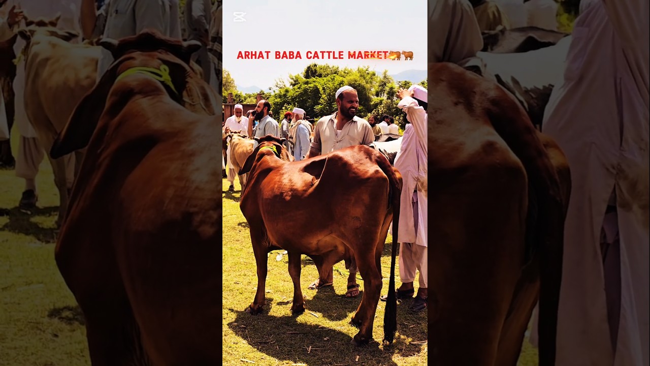 Arhat Baba Cattle Market 🐂🐂Bakr-Eid 2025 Pakistan Peshawar #shorts #video #viral #trending #youtubes