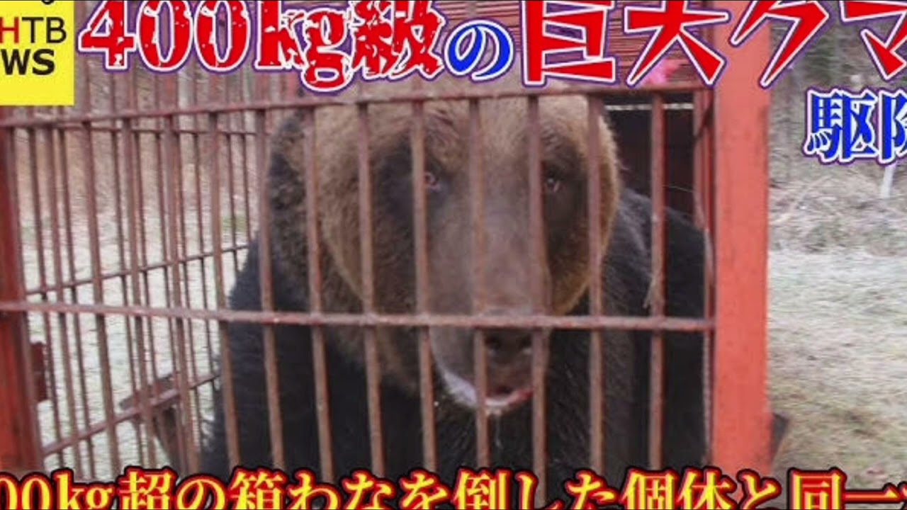 体重約400キロ…こうして巨大ヒグマは捕獲された　約2週間前にも出没?「よくわなに入ったな」地元猟友会会長も驚いた…過去最大級の巨体
