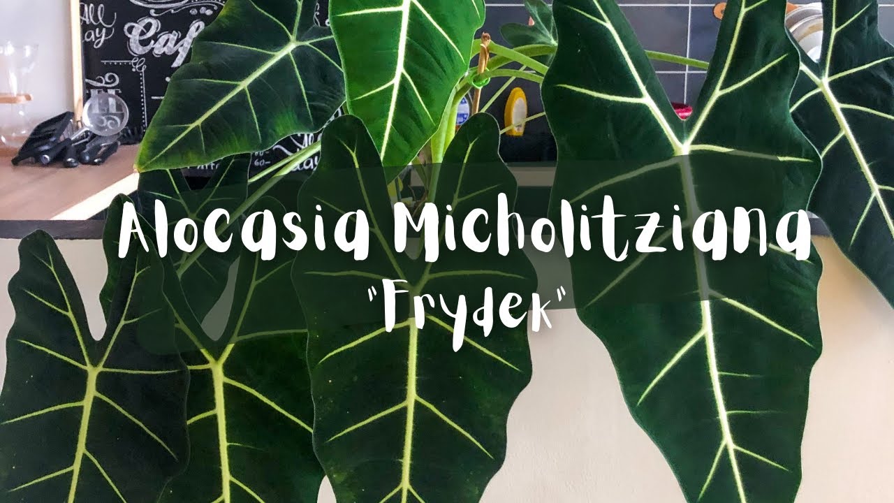 Alocasia 