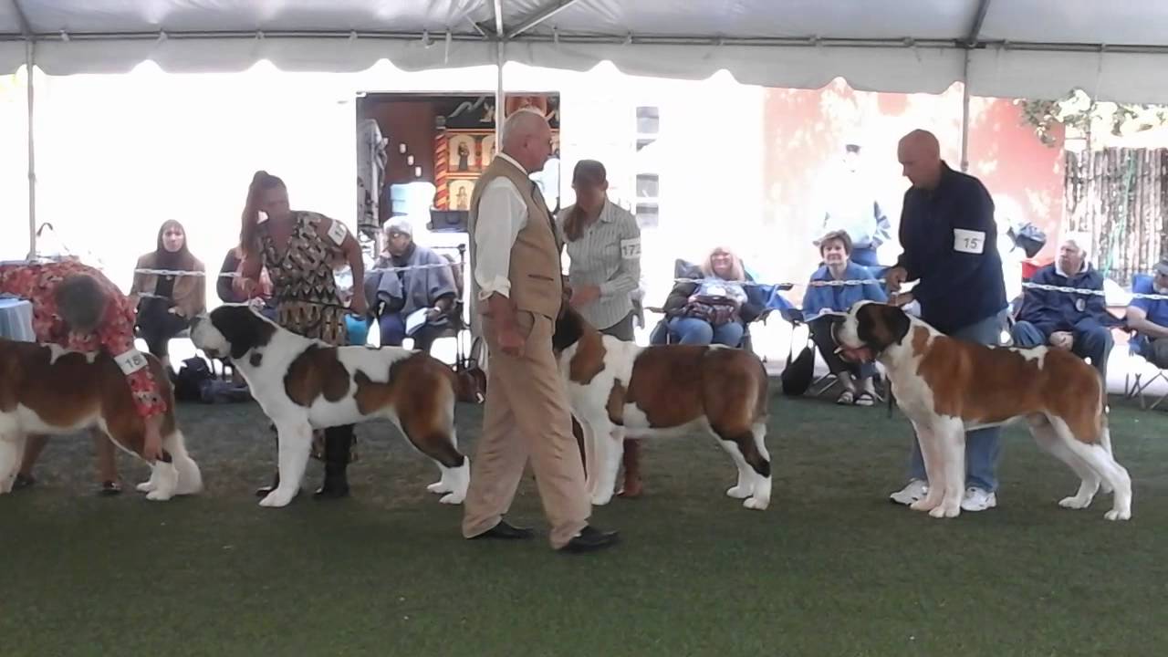 The Best Of Breed Winners at the 2015 SBCA National.