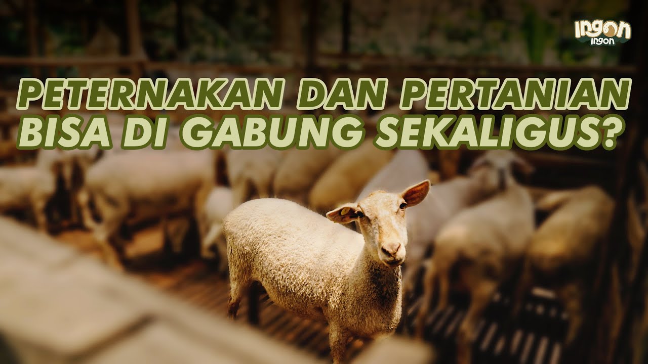Sukses Ternak Domba Tanpa Bau! Kandang Bersih & Sangat Menguntungkan!