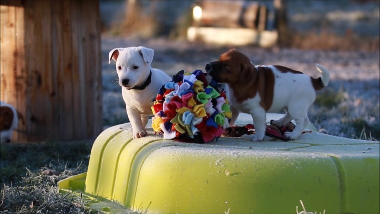 Chiots Jack Russell Terrier ~ 8 semaines. Sociabilisation.