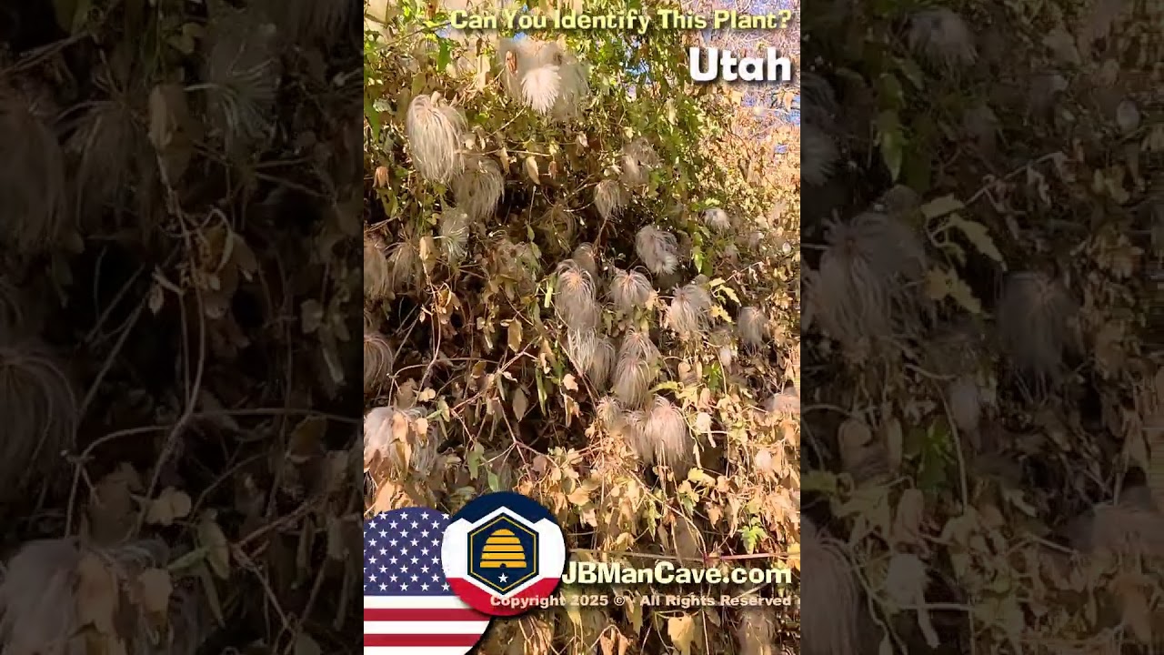 CAN YOU IDENTIFY THIS PLANT in UTAH USA? JBManCave.com #Shorts