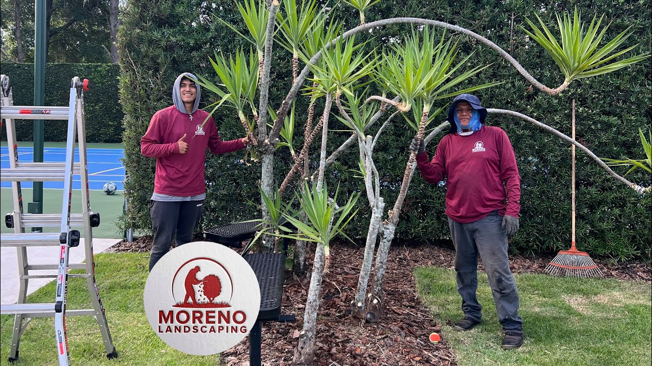 Lawn maintenance tips yucca cane plant