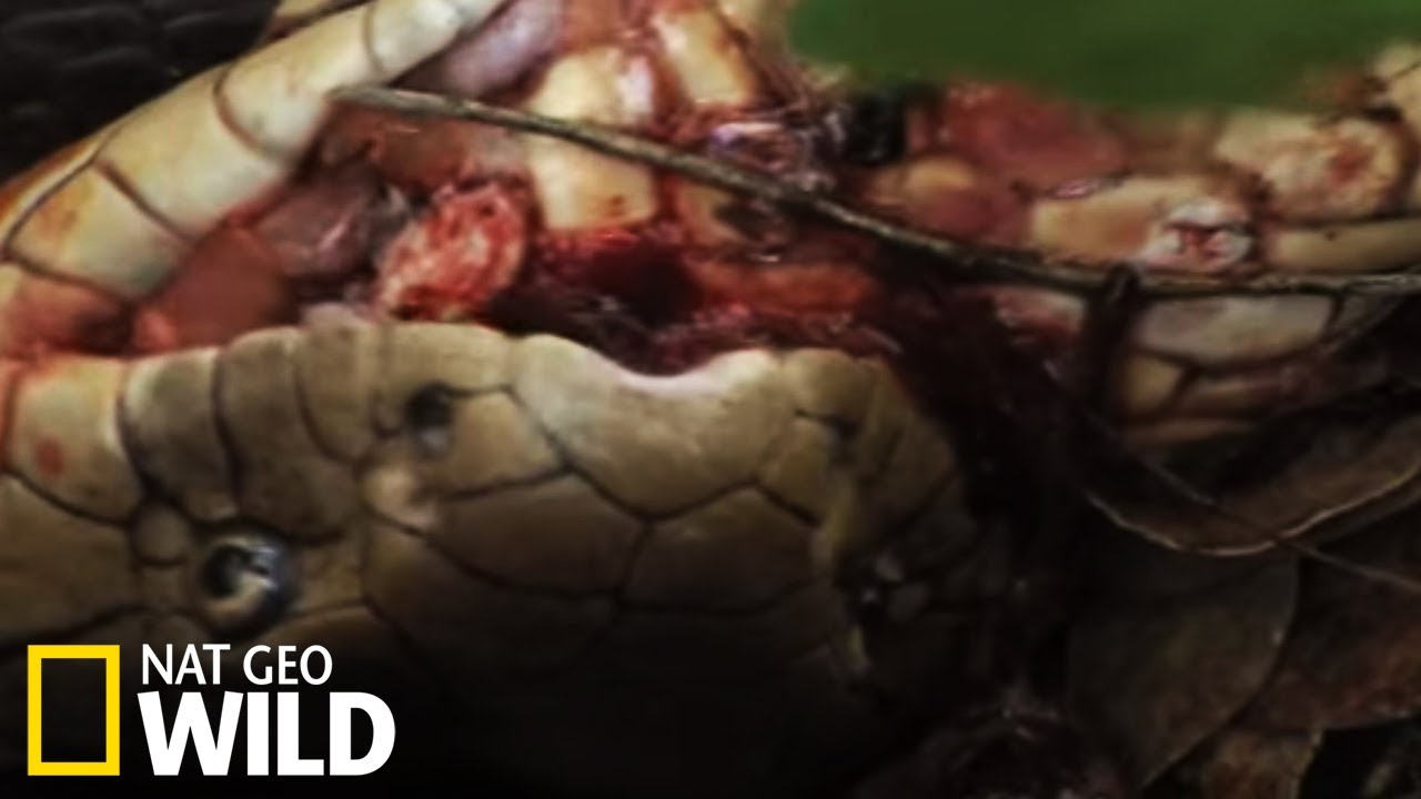 Un cobra attaque une femelle cobra - Cobra Mafia