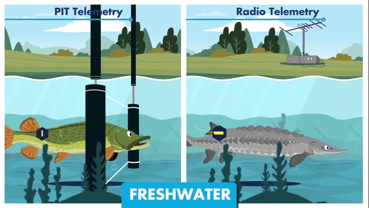 Telemetry - A window into the aquatic world