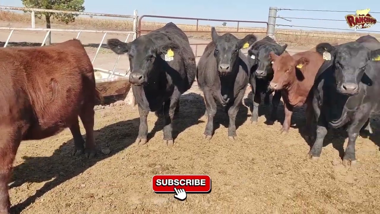 Angus con Polo Rocha en  Chihuahua en la Comunidad Menonita El Cuervo/Johan Wiebe y Ranchos de Hoy 