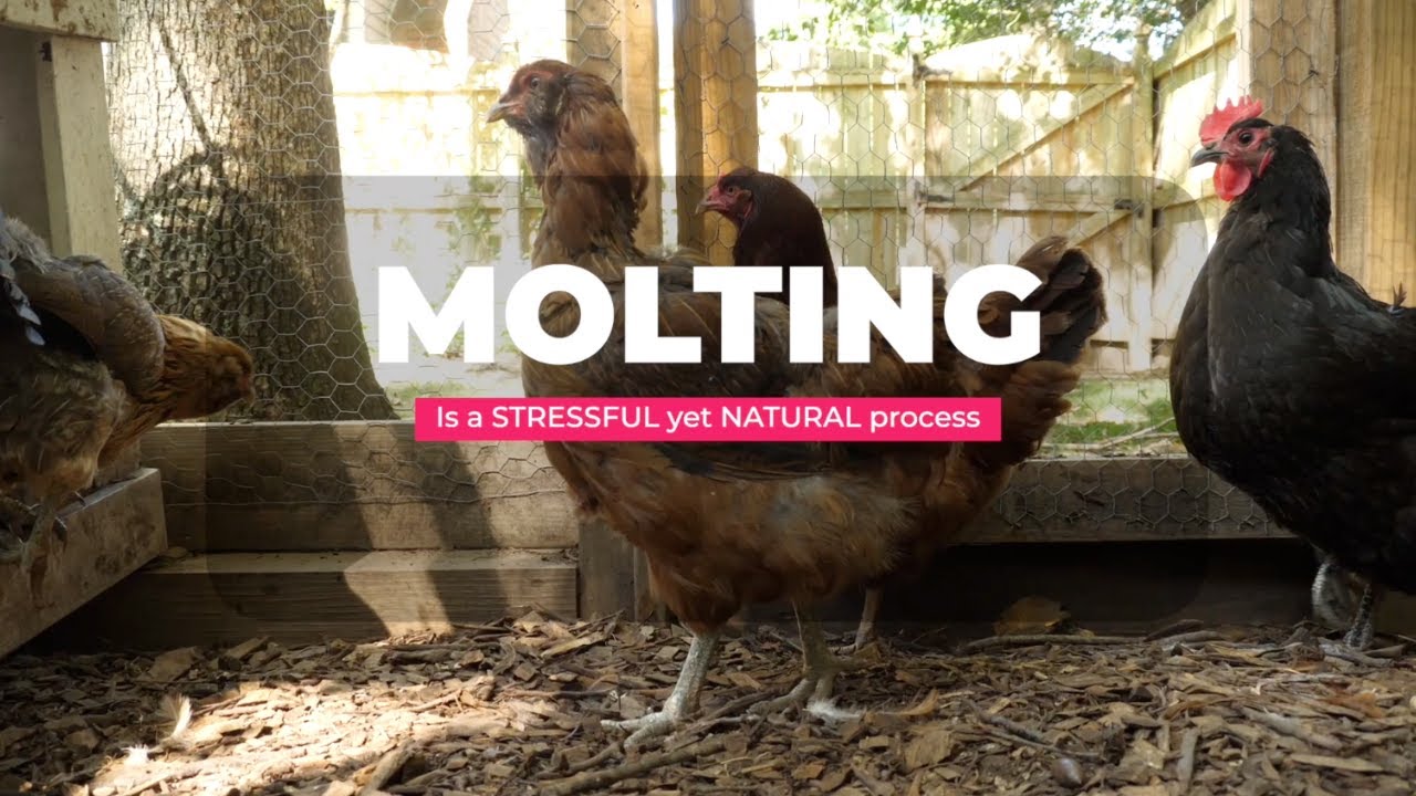 Chicken Molting 101