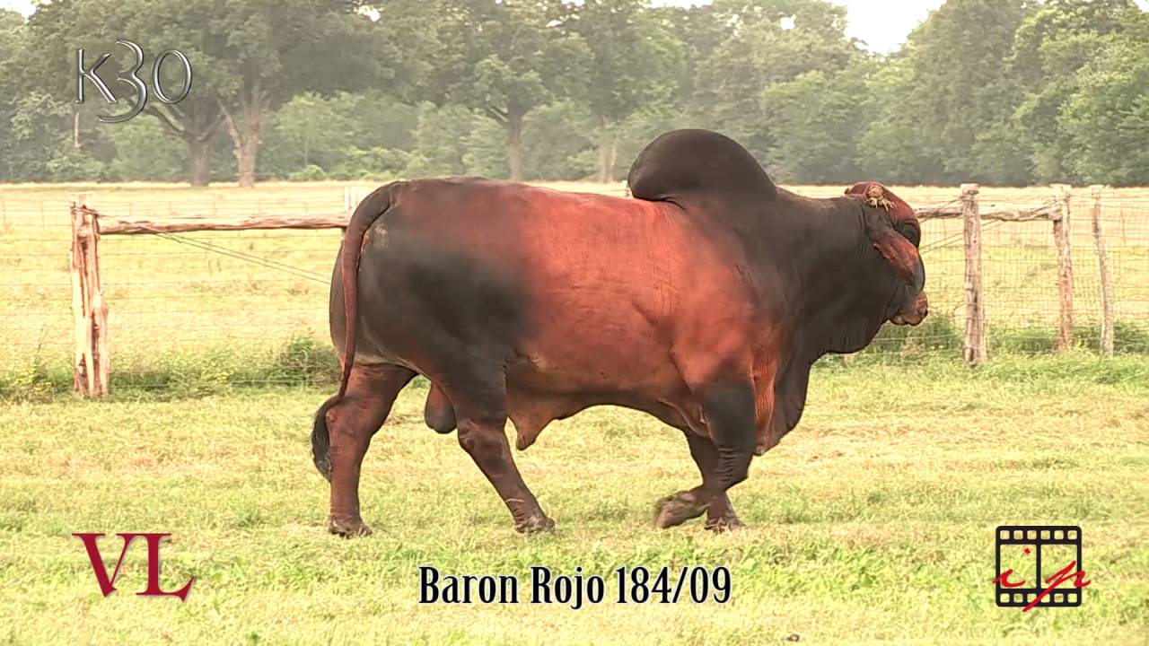 K-30 Baron Rojo 184/09