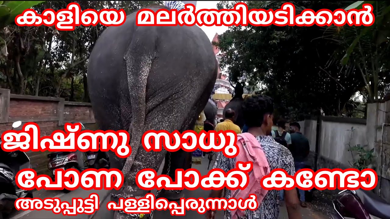 puthuppally sadhu ll കാളിയെ മലർത്തിയടിക്കാൻ ജിഷ്ണു സാധുവും പോണ പോക്ക് കണ്ടോ.. 2023