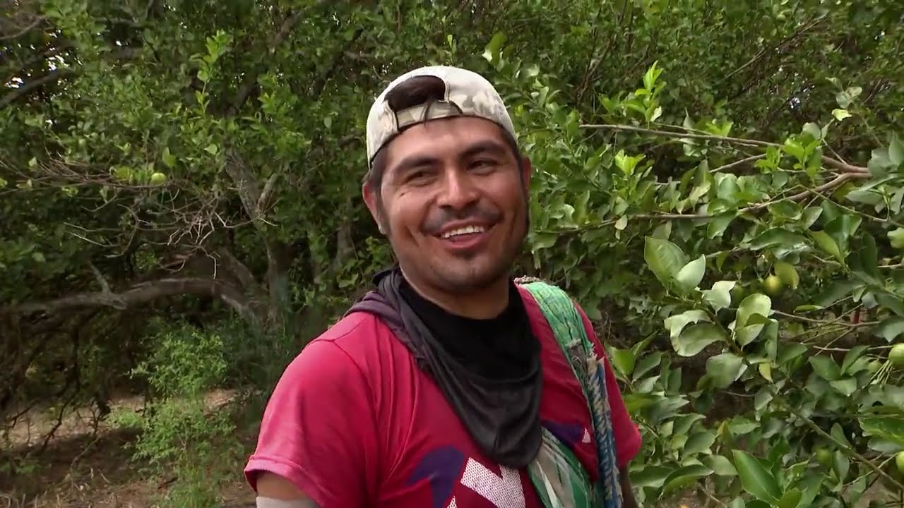 La cosecha de limón italiano 100% mexicano es de Ciudad Victoria. La vida les dio limones.