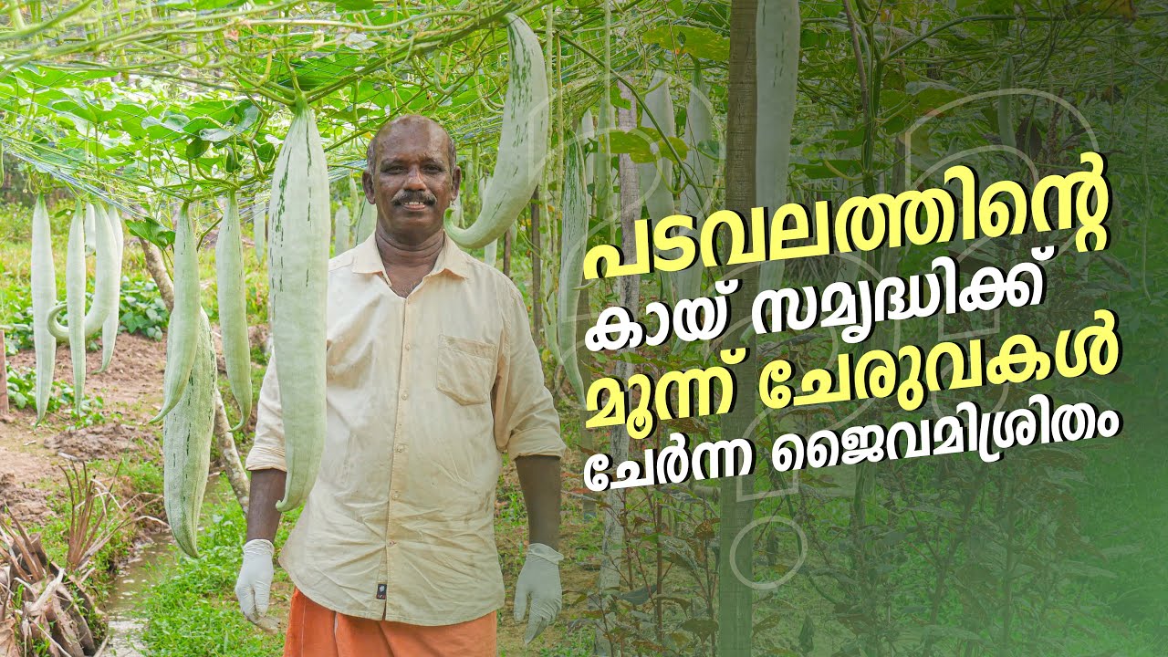 പടവലത്തിന്റെ കായ്‌സമൃദ്ധിക്ക് മൂന്ന് ചേരുവകൾ ചേർന്ന ഈ ജൈവമിശ്രിതം മതി  | Padavalam Cultivation