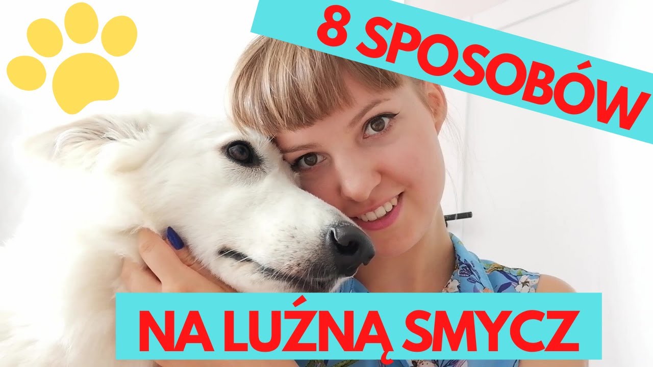 Jak nauczyć psa chodzenia na luźnej smyczy? 🐶 Przyczyny ciągnięcia