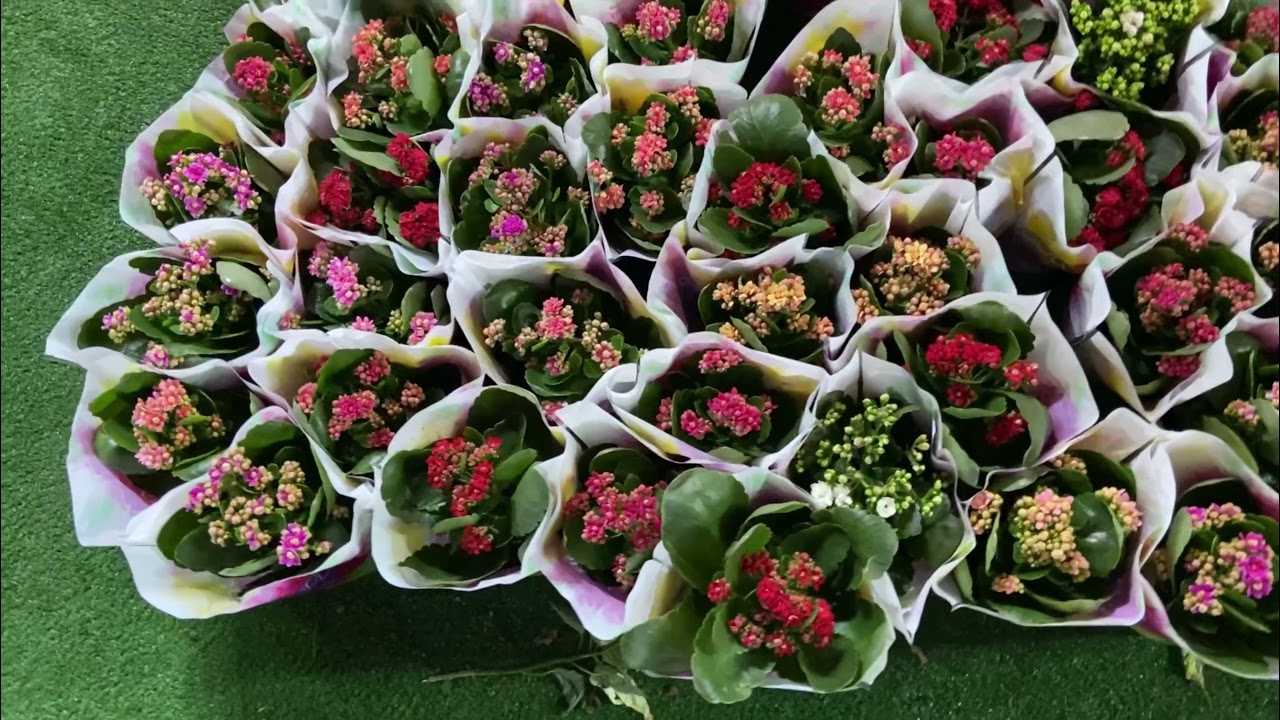 Flower festival 💐🌺🌸🌷🌹#souq waqif #qatar #qatarliving