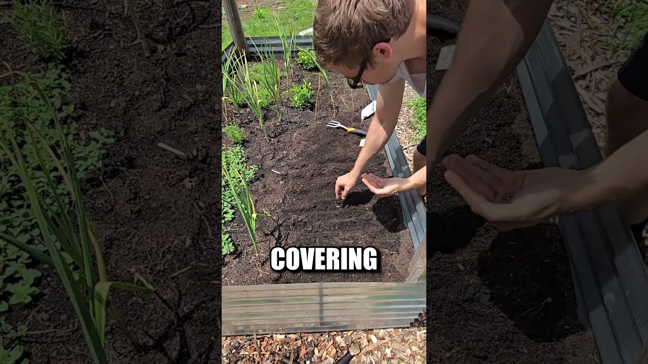 Growing Radishes from Seed: A Quick and Easy Guide