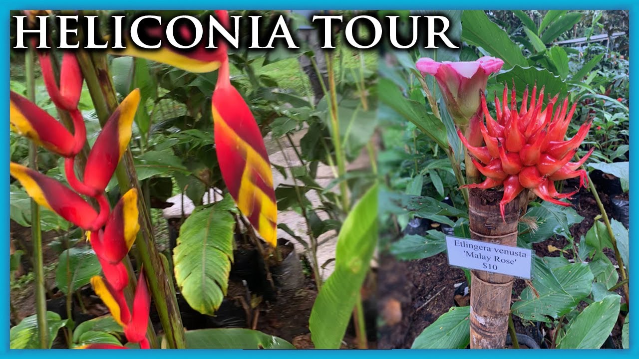Helicona Sale and Las Chichicas Finca Tour - Volcan, Panama, Chiriqui Tierras Altas