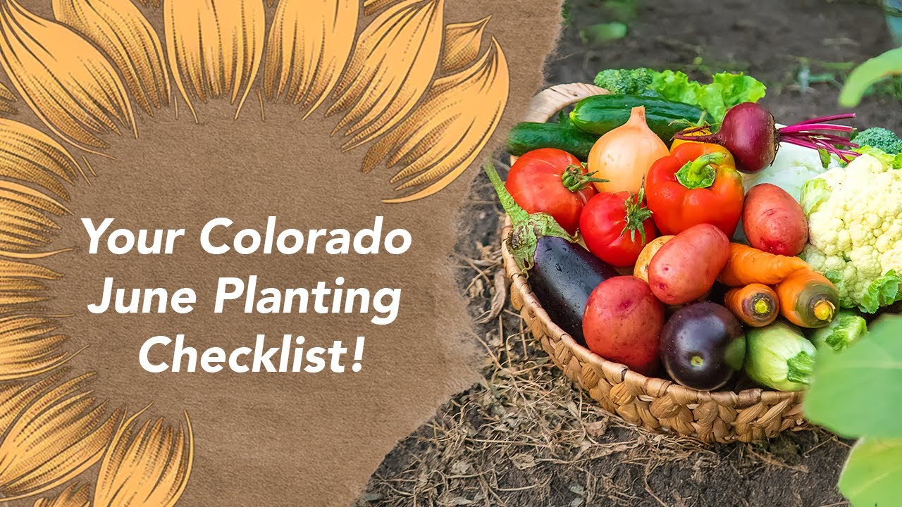 What to Plant in June in Colorado | Gardening Guide for Beginners (Zones 3&ndash;7)