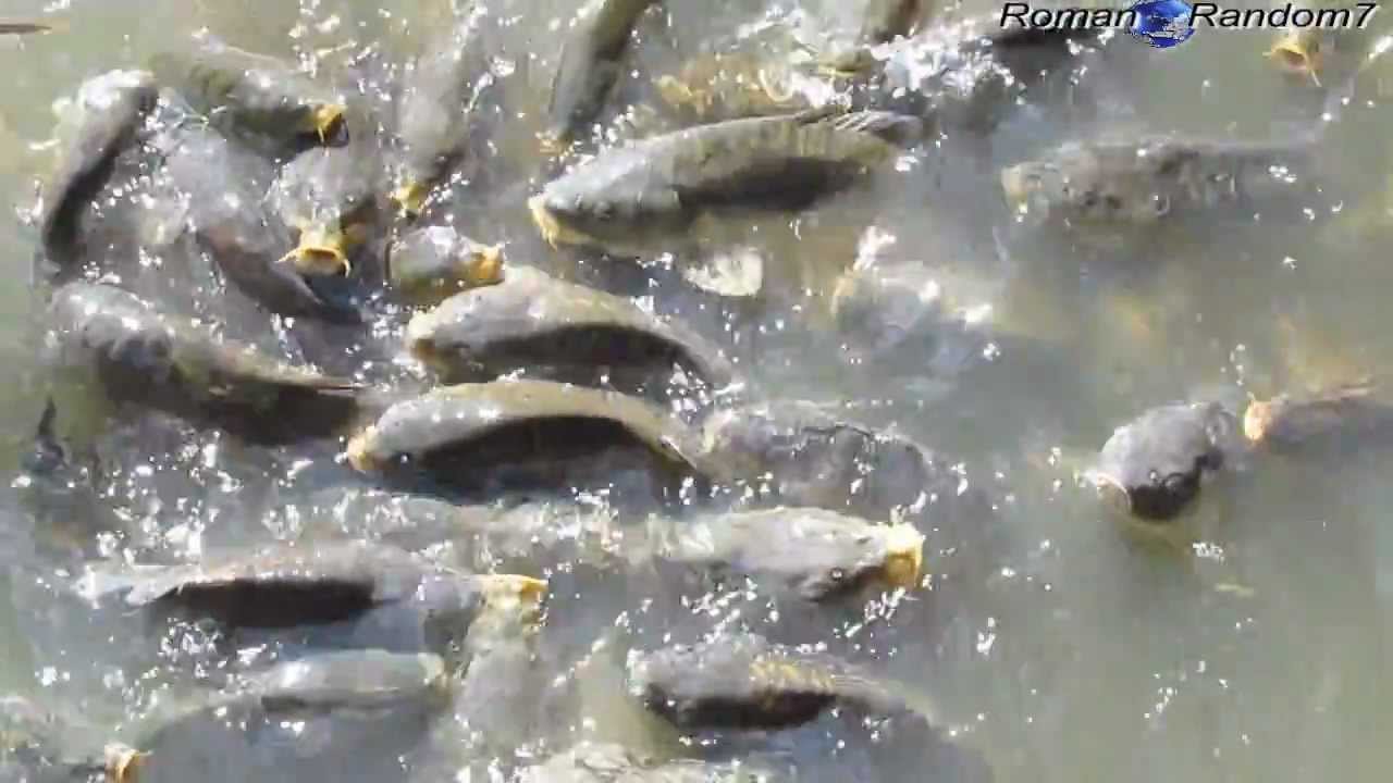 Hungry Fish, Голодная рыба!