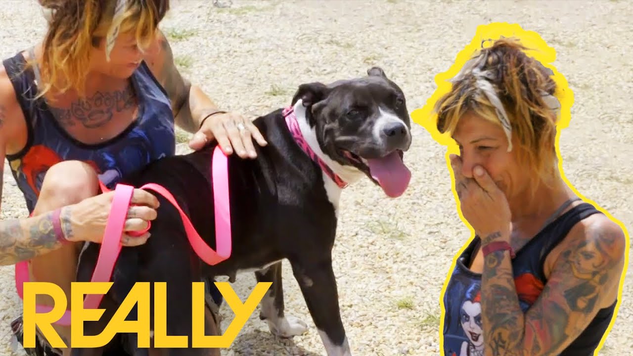 Wandering Dog With Heat Exhaustion Is Reunited With Her Owner | Pit Bulls & Parolees