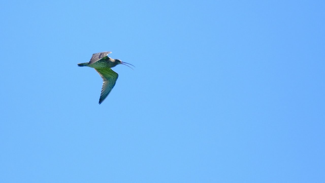 Curlew Country