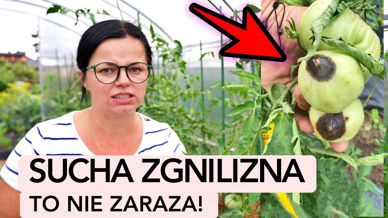 Sucha zgnilizna wierzchołkowa pomidorów i papryki. To nie zaraza! Choroby pomidorów i papryki.