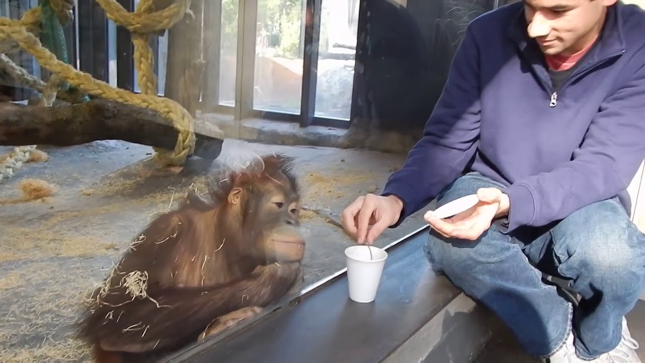 The monkey's magic video has an orginal link below