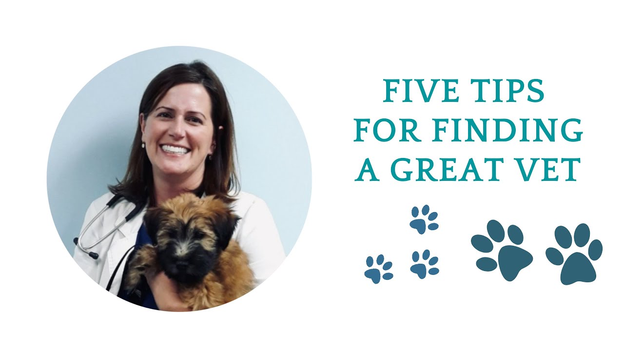 5 Tips for Finding a Really Great Vet- What to Look for