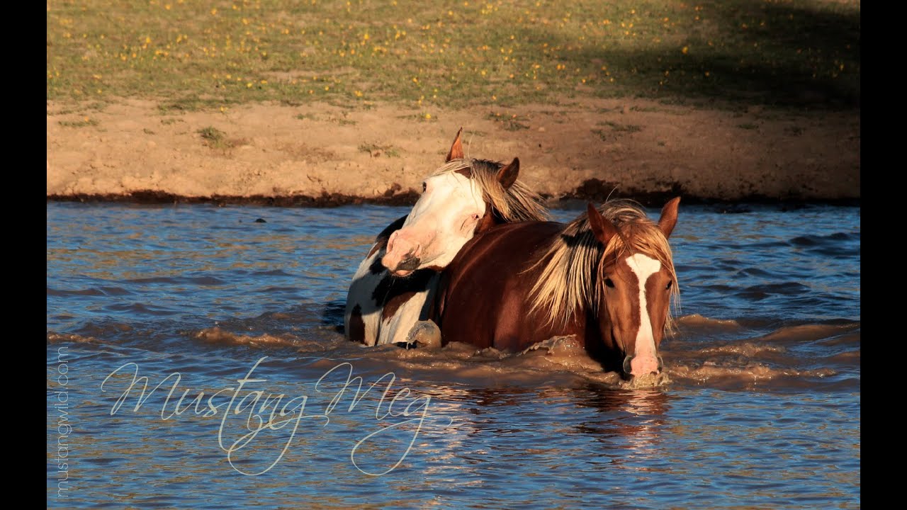 Summer Stangs May and July 2014