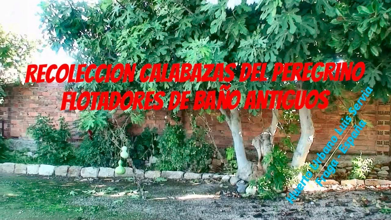 Como Recolectar Calabazas del Peregrino Forma Flotadores de Baño Antiguos Huerto Urbano Luis Servia