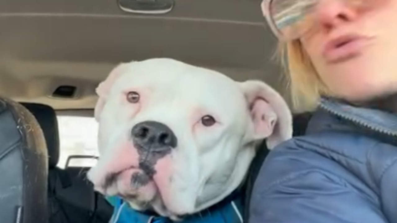 'Dangerous' shelter dog reveals hilarious habit in loving home