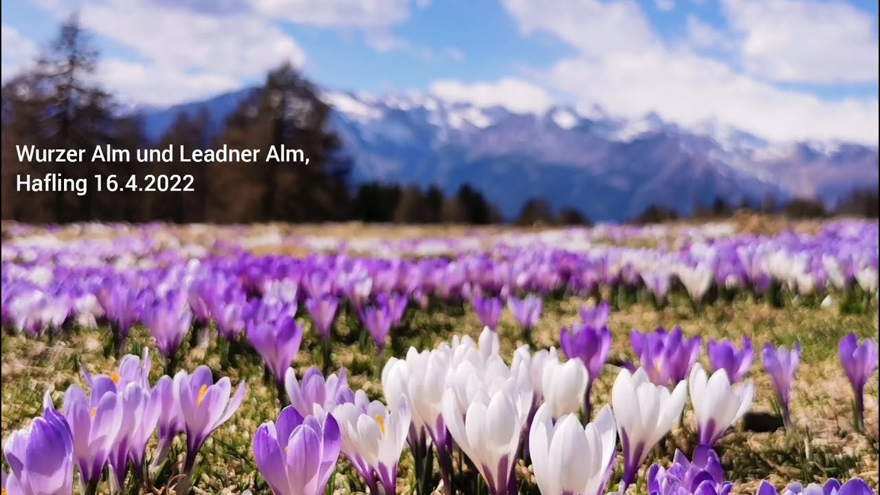 Wurzer Alm und Leadner Alm, Hafling in Südtirol, 16.4.2022