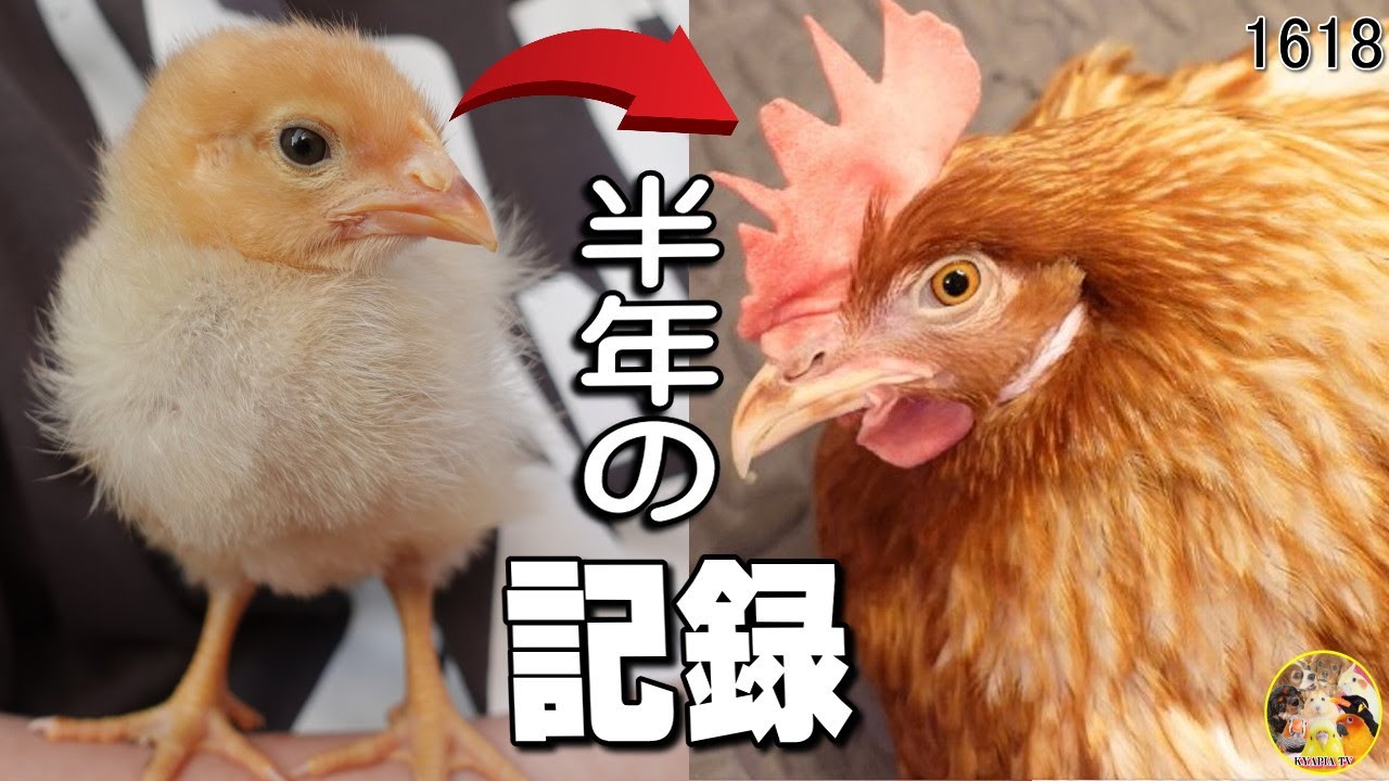 ニワトリ・ボリスブラウンの生後10日から半年の成長記録 Hen chick growth day by day #1618