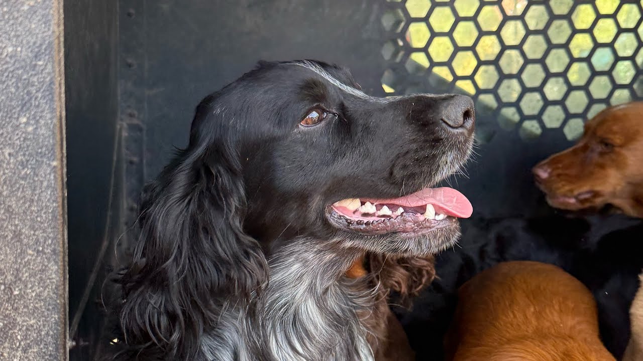 A Beautiful day for a Cocker Spaniels birthday