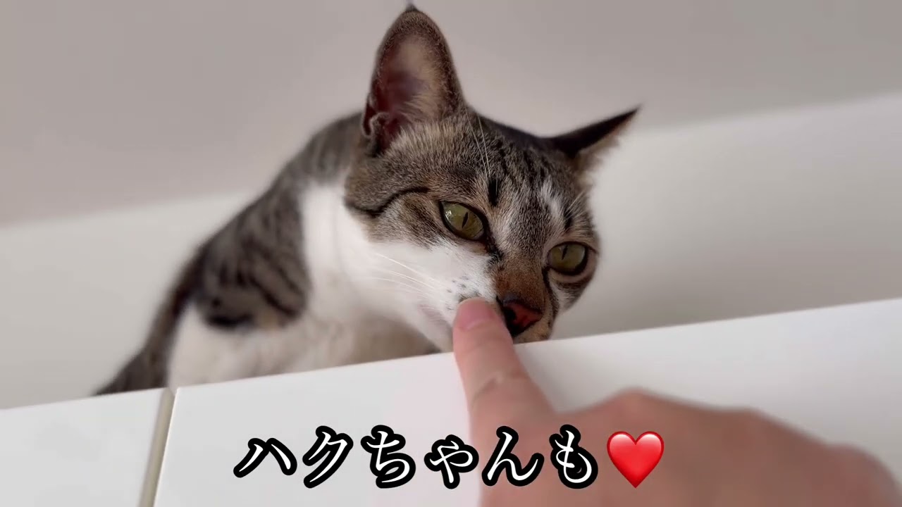 黒猫「コウ」キジ白猫「ハク」の日常