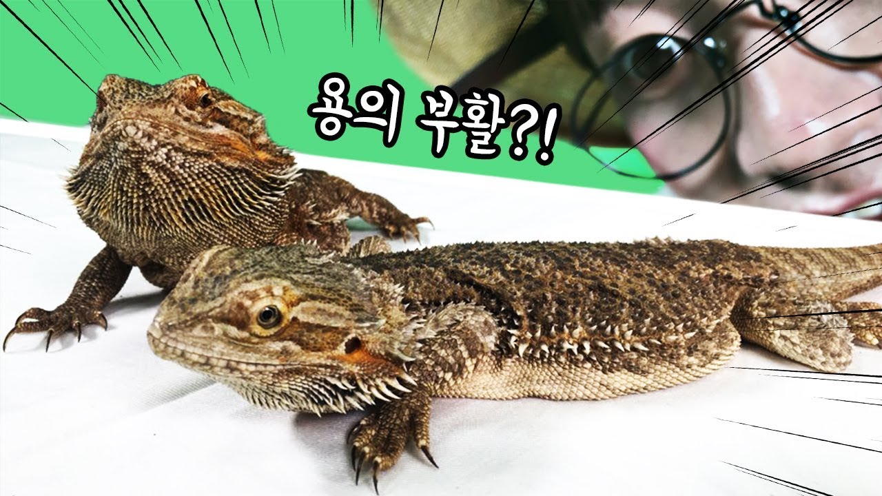 비어디드래곤 관찰! 용의 부활? 공룡의 후손! 애완용 도마뱀 _ 에그박사