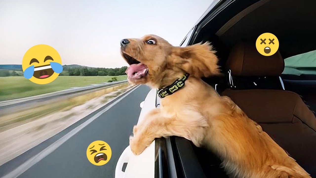 Над этими собаками невозможно перестать смеяться 🤣 Самые смешные собаки на видео 2026 года #35