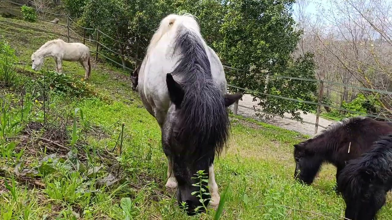 ¡Hora del banquete! 5 ponis hambrientos encuentran el mejor pasto
